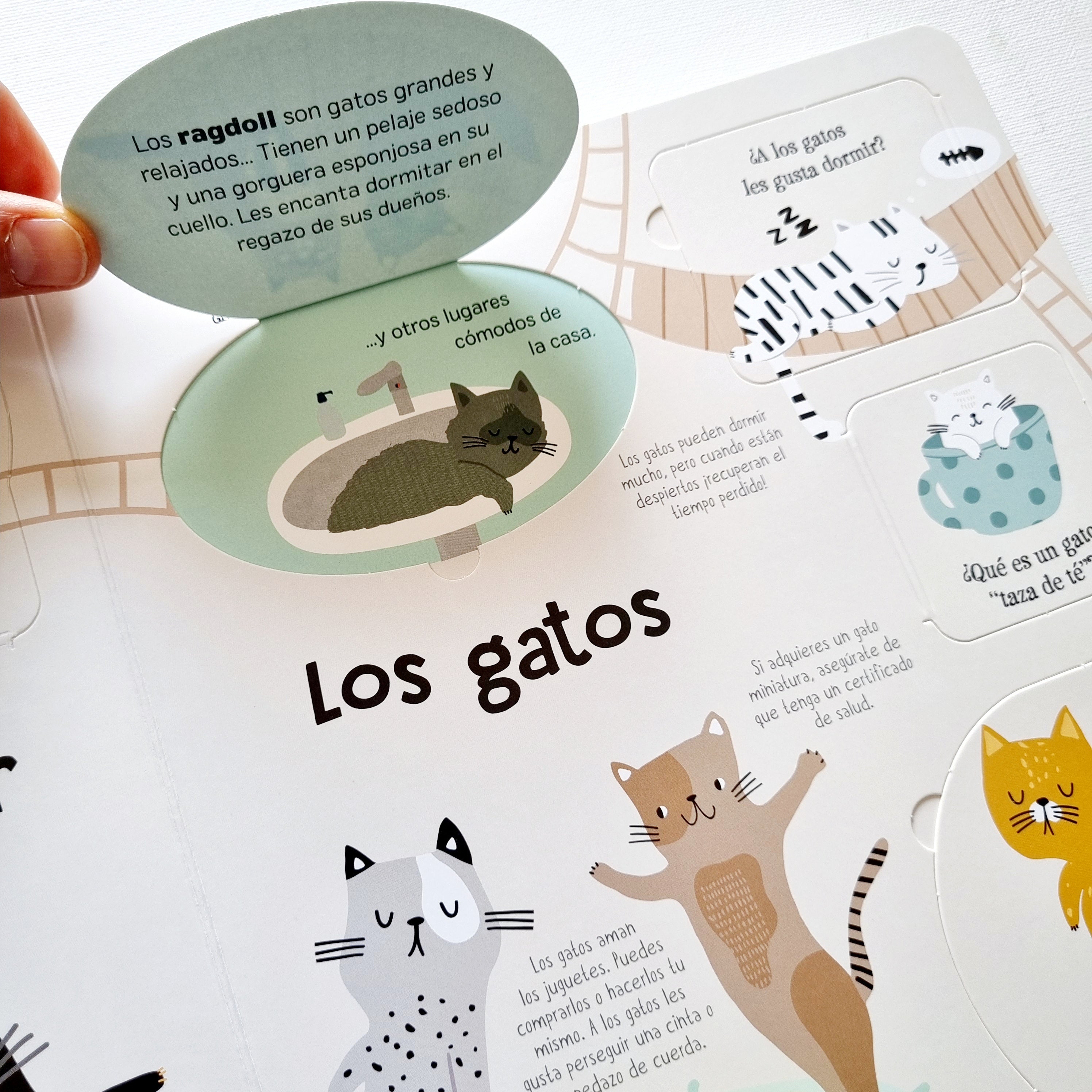 Locos por los gatos Locos por los gatos